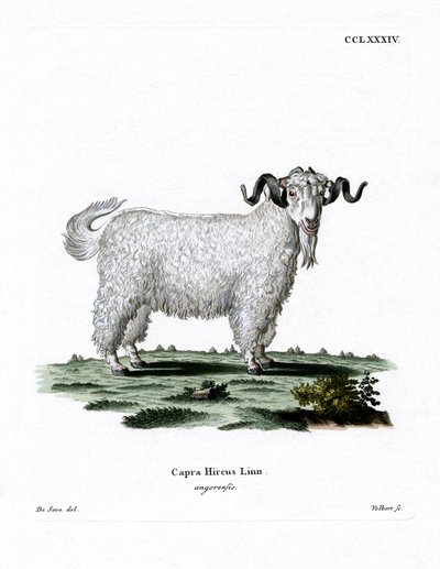 Capra d