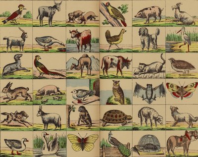 Immagini di animali e uccelli da German School