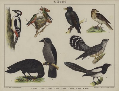 Animali da German School
