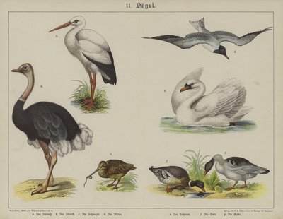 Animali da German School