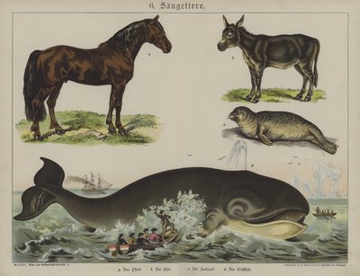 Animali da German School