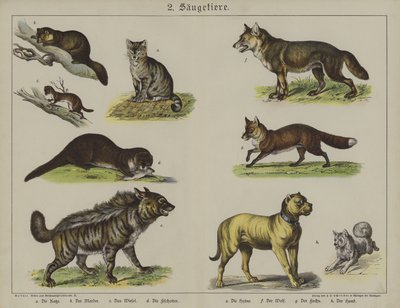 Animali da German School