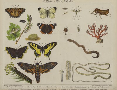 Animali da German School