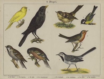 Animali da German School