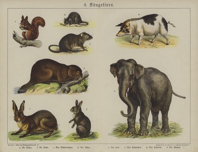 Animali da German School