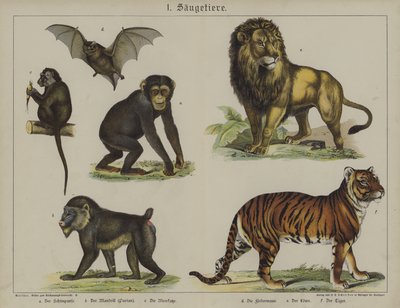 Animali da German School