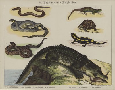 Animali da German School