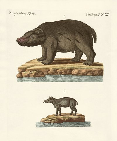 Animali dei paesi caldi da German School