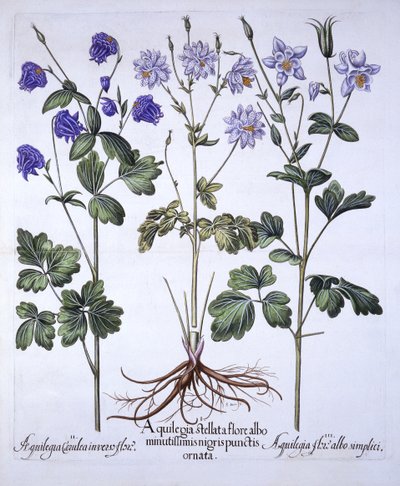 Aquilegia, da Hortus Eystettensis, di Basil Besler, pub. 1613 da German School
