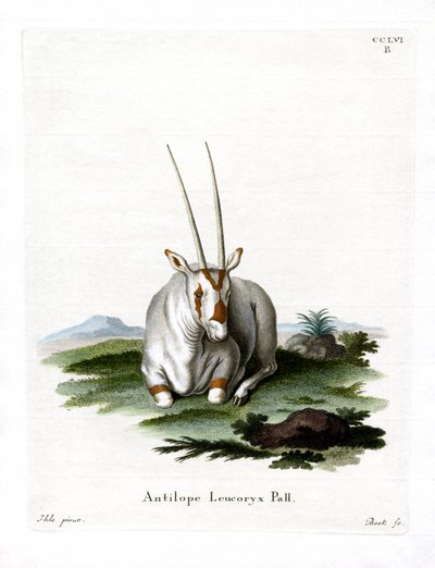 Oryx d