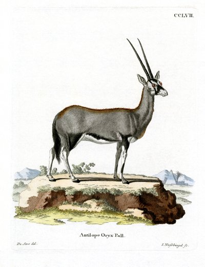 Oryx arabo da German School