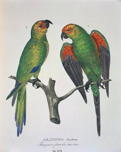 Aratinga Aurifrons (maschio e femmina), tavola XVI da 
