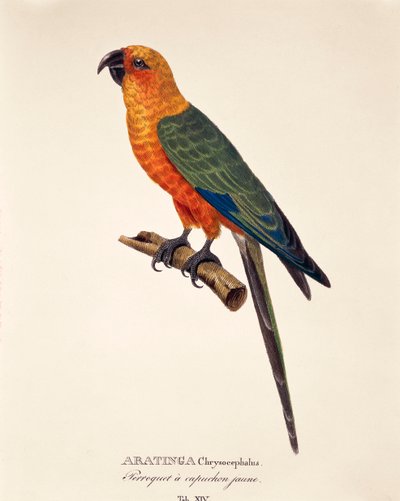 Aratinga Chrysocephalus, tavola XIV da 