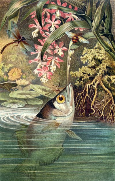 Pesce arciere, tavola da Brehms Tierleben: Allgemeine Kunde des Tierreichs, vol.8, p.49, pubblicato da Bibliographisches Institut da German School