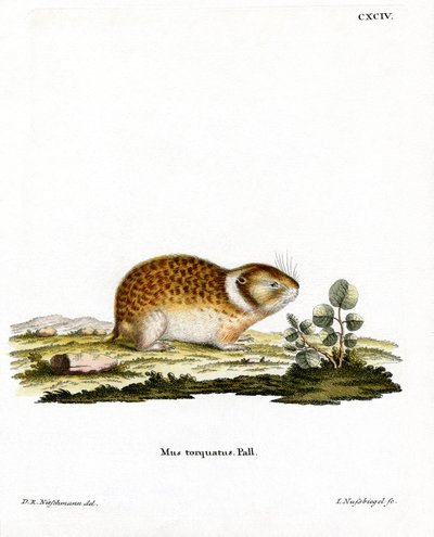 Lemming artico da German School