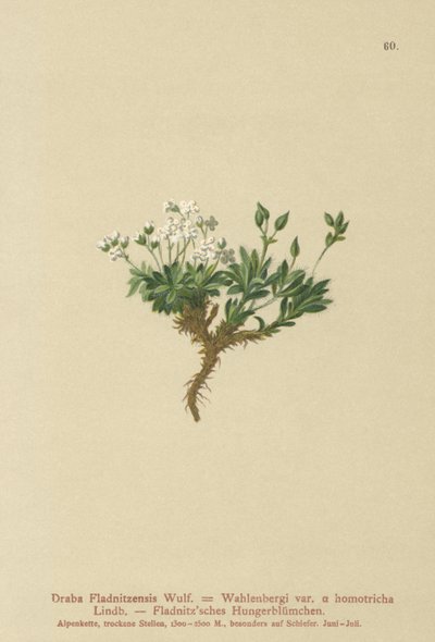 Draba artica (Draba fladnitzensis, Draba altaica, Draba wahlenbergi) da German School