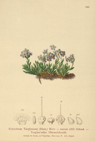 Non-ti-scordar-di-me artico (Eritrichium nanum, Eritrichium Terglouense) da German School