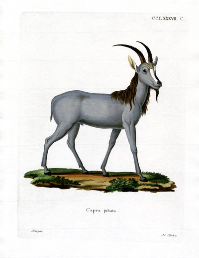 Argali da German School