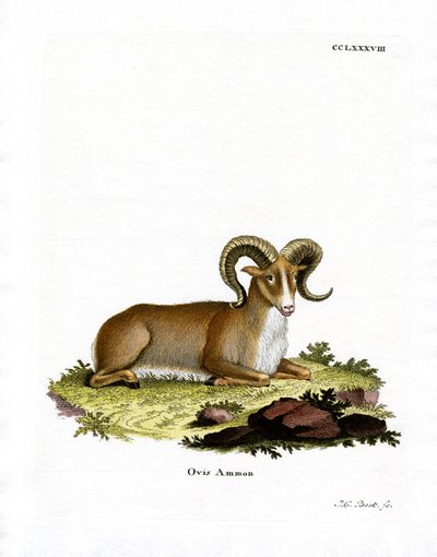 Argali da German School