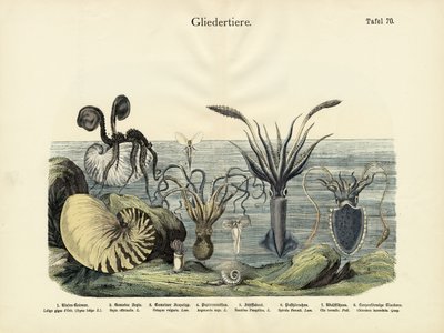 Artropodi, c.1860 da German School