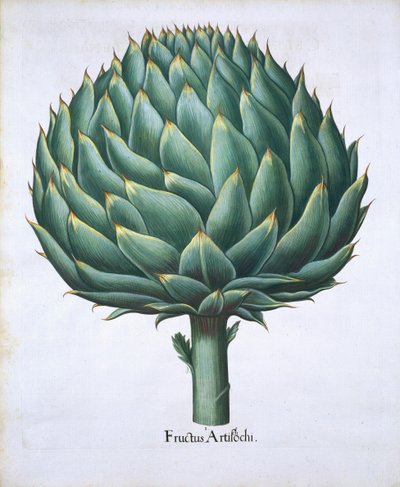 Carciofo da Hortus Eystettensis di Basil Besler (1561-1629) pubblicato nel 1613 da German School