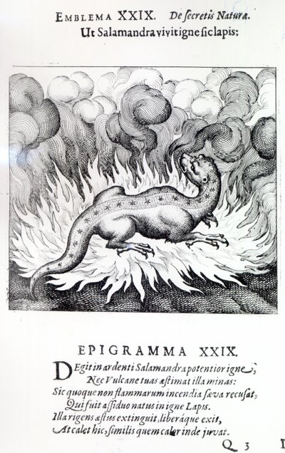Come la salamandra vive nel fuoco, così anche la pietra, Emblema XXIX da Atalanta fugiens di Michael Maier, 1617 da German School