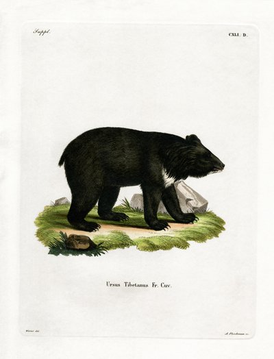 Orso nero asiatico da German School