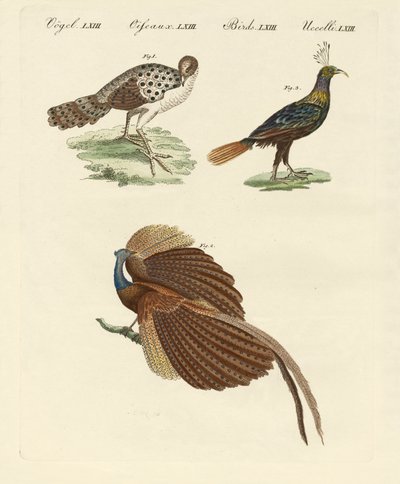 Uccelli asiatici da German School