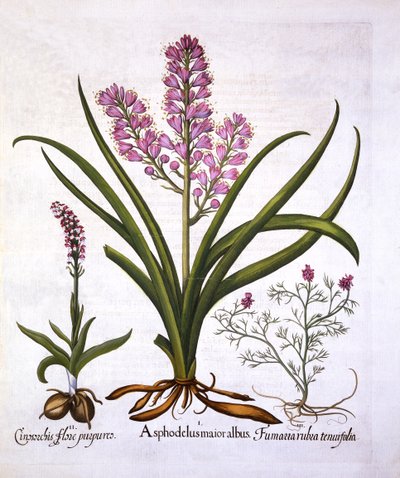 Asfodelo, orchidea bruciata e fumaria spicata, da Hortus Eystettensis, di Basil Besler, pub. 1613 da German School