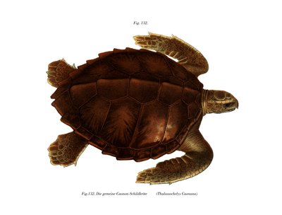 Tartaruga di Ridley dell