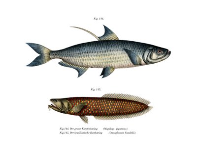 Tarpon atlantico da German School