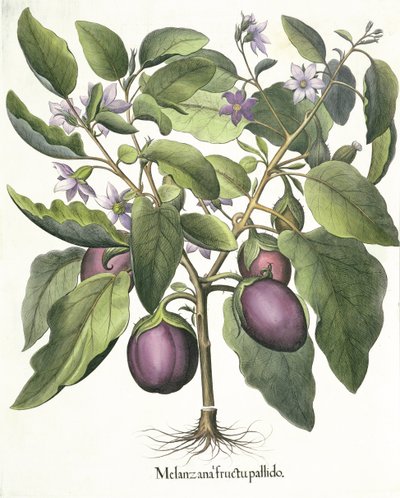 Melanzana, dal Hortus Eystettensis di Basil Besler, pub. 1613 da German School