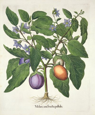 Melanzana: Melanzana fructu pallido, da Hortus Eystettensis di Basil Besler, pub. 1613 da German School