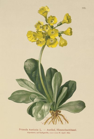 Auricola (Primula Auricula) da German School
