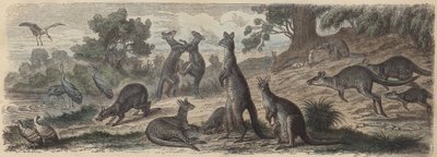 Fauna selvatica australiana (incisione colorata) da German School