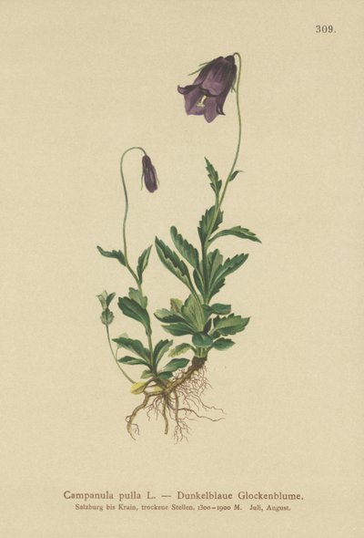 Campanula austriaca (Campanula pulla) da German School
