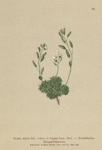 Draba austriaca (Draba dubia, Draba frigida) da German School