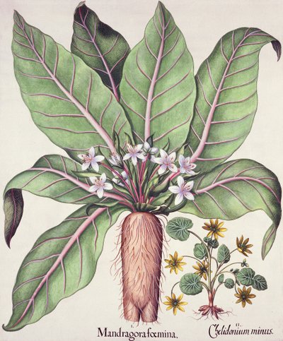 Mandragora autunnale, da Hortus Eystettensis di Basil Besler, pub. 1613 da German School