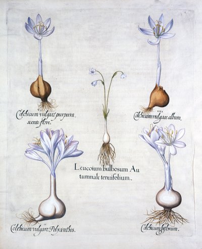 Bucaneve autunnale e colchici, da Hortus Eystettensis, di Basil Besler, pub. 1613 da German School