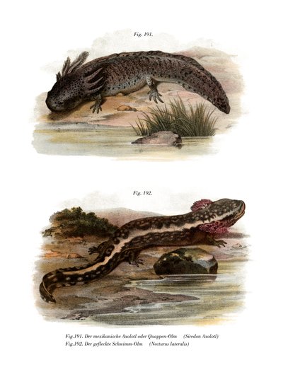 Axolotl da German School