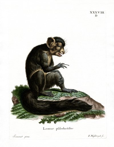 Aye-Aye da German School