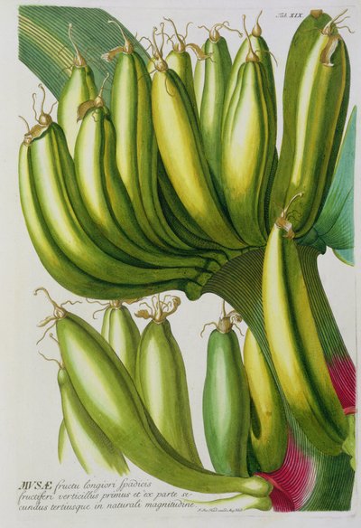 Banana, inciso da Johann Jakob Haid, tavola 19 da un libro botanico, pub. da Augustus Vind da German School