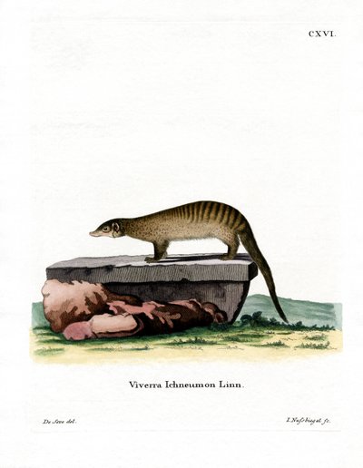 Mangusta fasciata da German School
