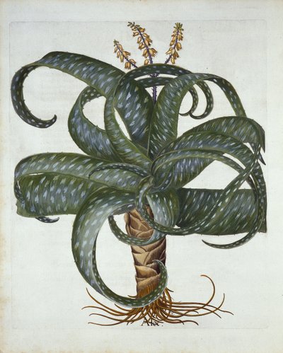 Aloe delle Barbados, da Hortus Eystettensis, di Basil Besler, pub. 1613 da German School