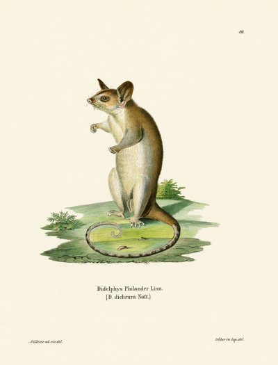 Opossum Lanoso a Coda Nuda da German School