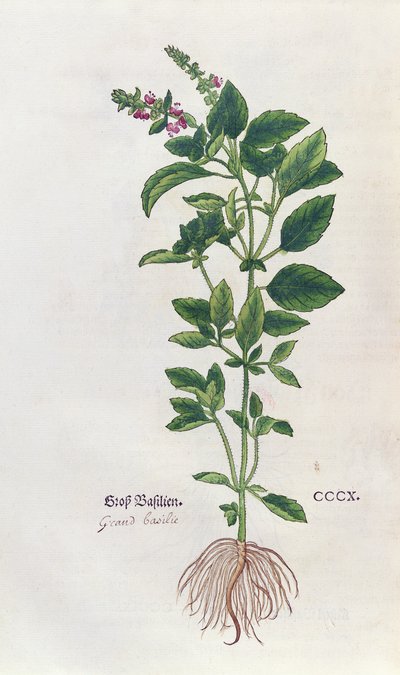 Basilico, una tavola botanica dall