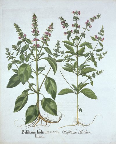 Basilico, da Hortus Eystettensis, di Basil Besler, pub. 1613 da German School