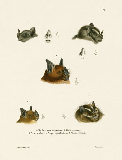 Teste di pipistrello da German School