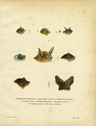Teste di pipistrello da German School