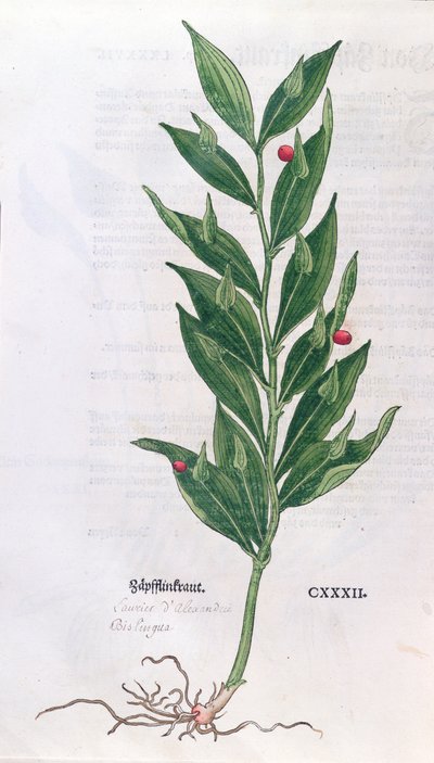 Alloro, illustrazione per L